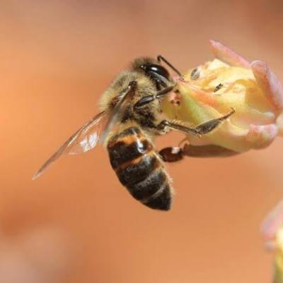 Bee Pendant